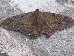 Ascalapha odorata