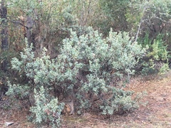 Arctostaphylos hooveri