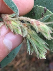 Arctostaphylos hooveri