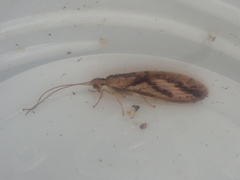 Micromus bifasciatus