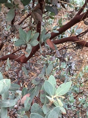 Arctostaphylos hooveri
