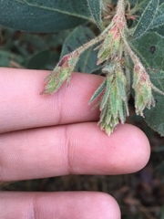 Arctostaphylos hooveri