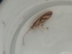 Micromus bifasciatus