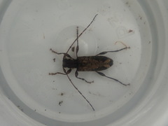 Tetrorea longipennis