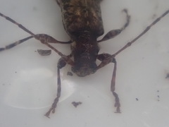 Tetrorea longipennis