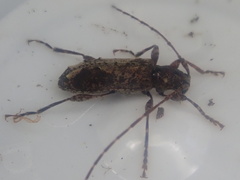 Tetrorea longipennis