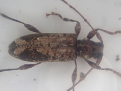 Tetrorea longipennis