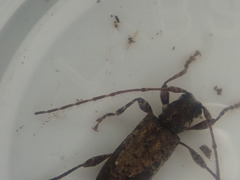 Tetrorea longipennis