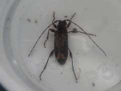 Tetrorea longipennis