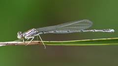 Enallagma divagans