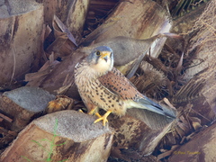 Falco tinnunculus canariensis