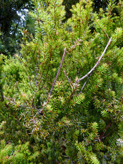 Podocarpus acutifolius