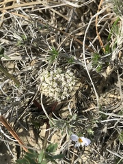 Cymopterus glomeratus