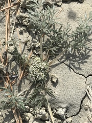 Cymopterus glomeratus