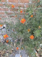 Adenophyllum aurantium