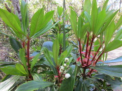 Anopterus glandulosus