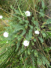 Linum monogynum monogynum