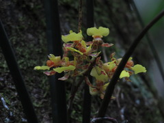 Trichocentrum ascendens