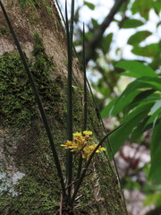 Trichocentrum ascendens