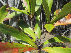 Anopterus glandulosus