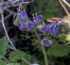 Phacelia congesta