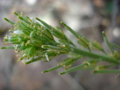 Arabis pubescens
