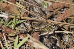 Phanogomphus minutus