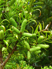 Podocarpus acutifolius
