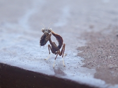 Acanthops parafalcata