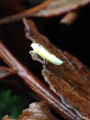 Edwardsiana commissuralis