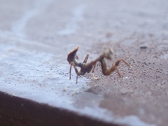 Acanthops parafalcata