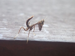 Acanthops parafalcata