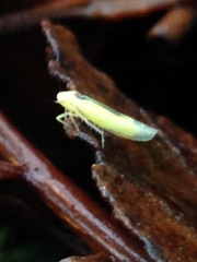 Edwardsiana commissuralis