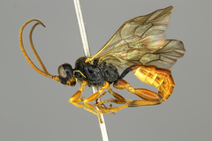 Glyphicnemis mandibularis