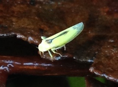 Edwardsiana commissuralis