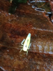 Edwardsiana commissuralis