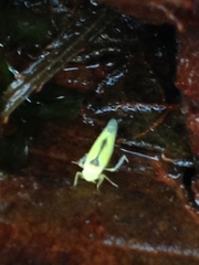 Edwardsiana commissuralis