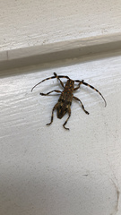 Hexatricha pulverulenta