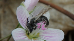 Andrena erigeniae