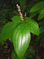 Miconia nervosa