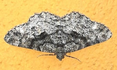 Peribatodes ilicaria