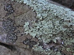 Rhizocarpon hochstetteri