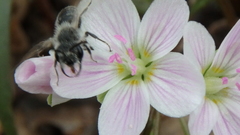 Andrena erigeniae