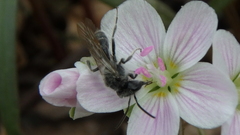 Andrena erigeniae