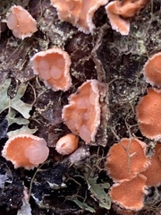 Phaeotremella simplex