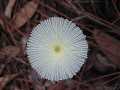 Leucocoprinus fragilissimus image