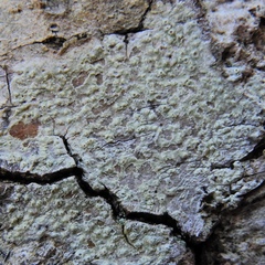 Pertusaria pustulata