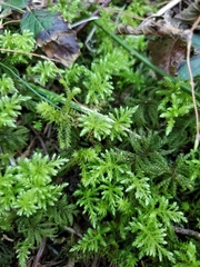 Leucolepis