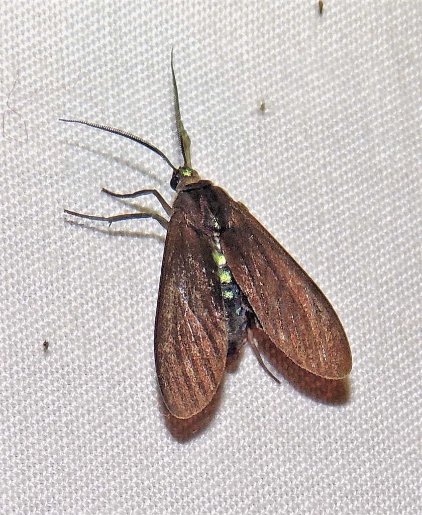 Aclytia terra