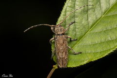 Niphona parallela